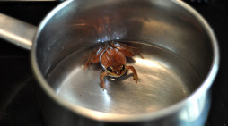 Boiling the frog (and the climate)